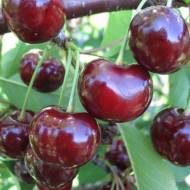 Саджанець Вишня Зустріч в контейнері